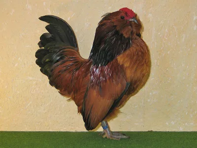 Belgian Bearded d'Anvers