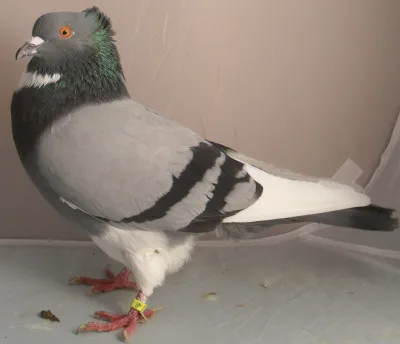 Belgian Ringbeater