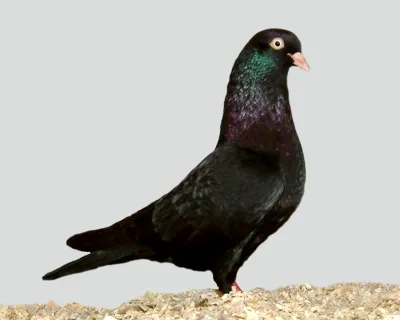 Belgian Tumbler