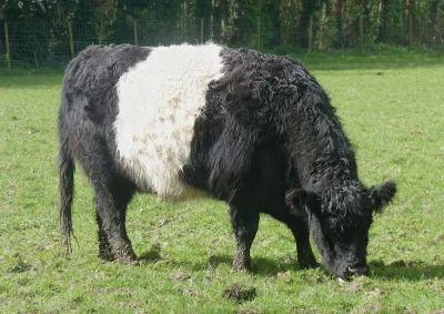 Belted Galloway