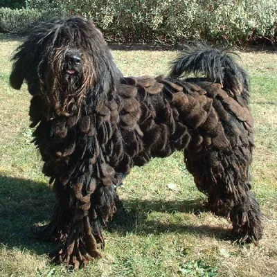 Bergamasco Shepherd