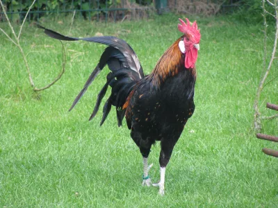 Bergischer Long Crower