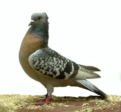 Berne Lark