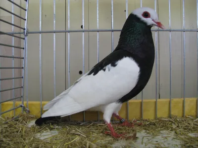 Bernhardin Magpie