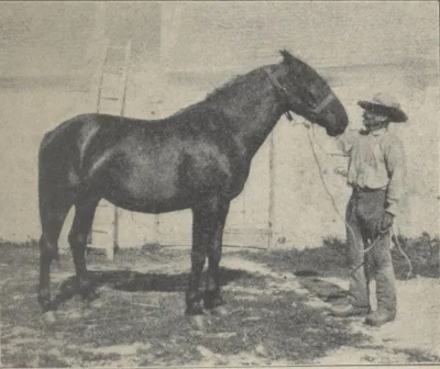 Berrichon horse