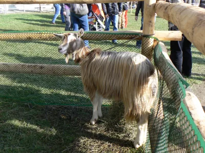 Bionda dell'Adamello