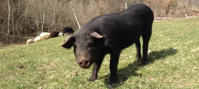 Black Alpine Pig