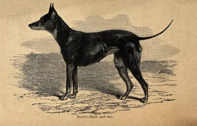 Black and Tan Terrier