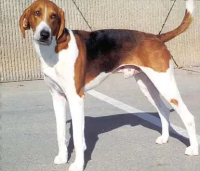 Black and Tan Virginia Foxhound