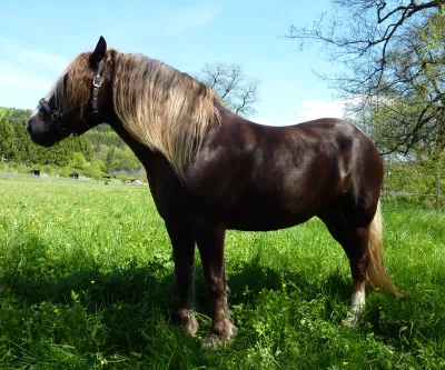 Black Forest Horse
