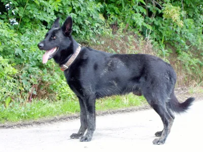 Black Slovakian Shepherd