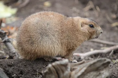 Black-tailed prairie dog