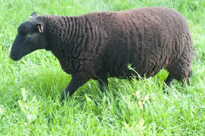 Black Welsh Mountain sheep