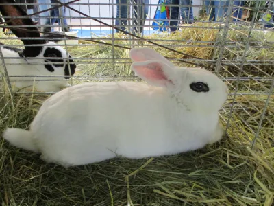 Blanc de Hotot