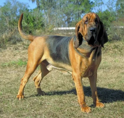 bloodhound