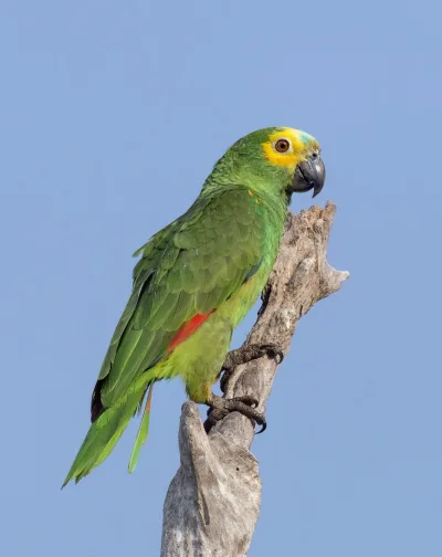 Blue-fronted amazon