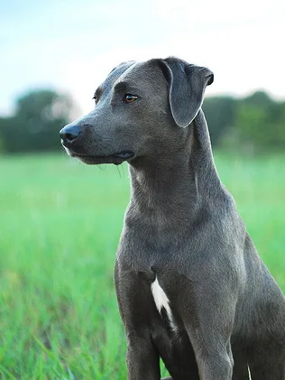 Blue Lacy
