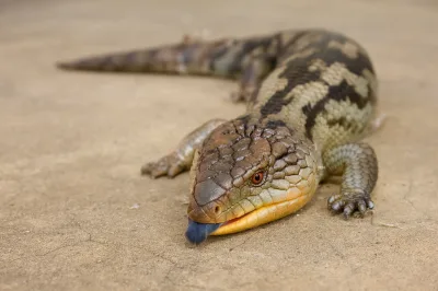 Blue-tongued skink