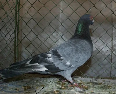 Bohemian Pigeon