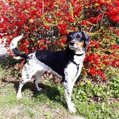 Bohemian Spotted Dog