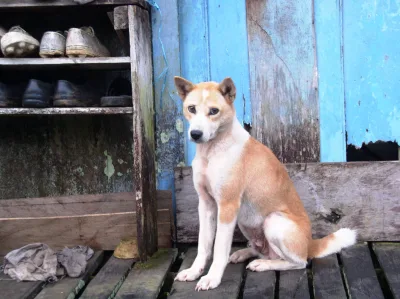 Borneo dog