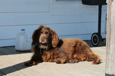 Boykin Spaniel