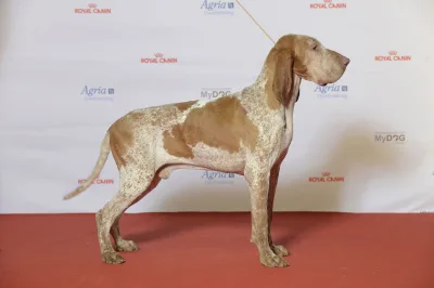 Bracco Italiano