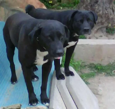 Branchiero siciliano