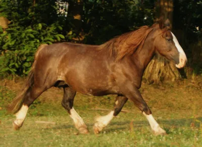 Breton horse