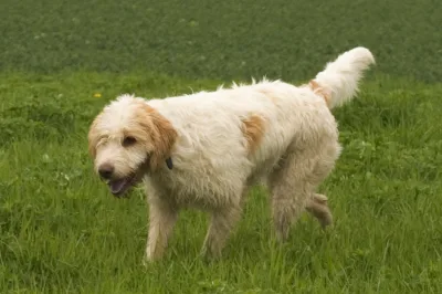 Briquet Griffon Vendéen