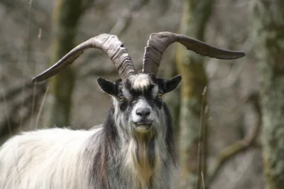 British Primitive goat