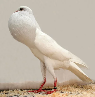 Brunner Pouter