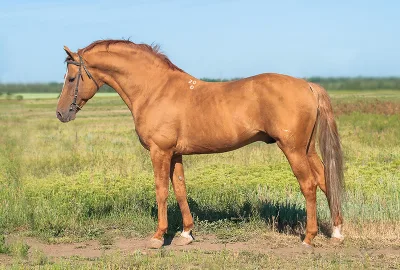 Budyonny horse