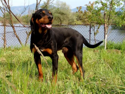 Bulgarian Scenthound