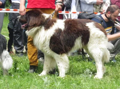 Bulgarian Shepherd Dog