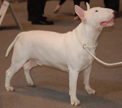 Bull Terrier