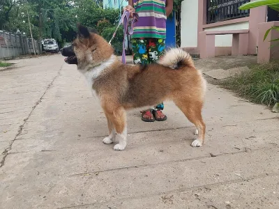 Burmese Spitz Dog