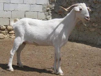 Cabra blanca celtibérica