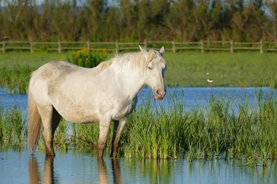 Camargue horse