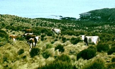 Campbell Island cattle
