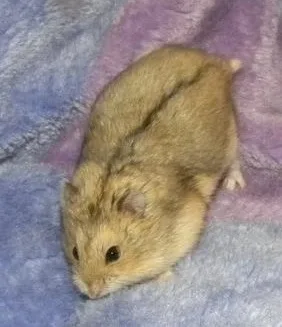 Campbell's dwarf hamster