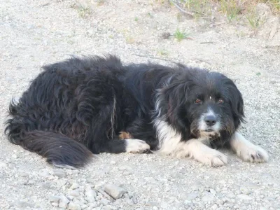 Cane Pecoraio Varbutu