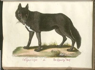 Canis Panther