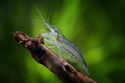 Caridina multidentata