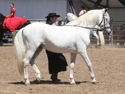 castilian horse