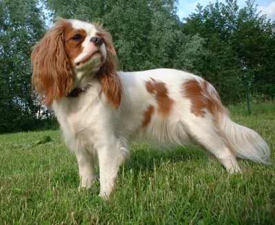 Cavalier King Charles Spaniel