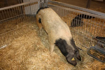 Celtic pig