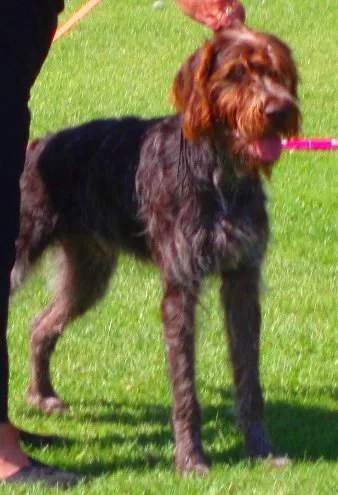 Cesky Wire-haired Pointing Griffon