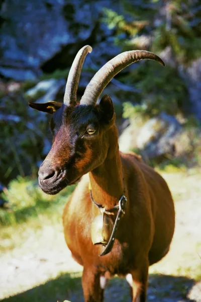 Chamois Coloured Goat