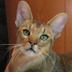 Chausie